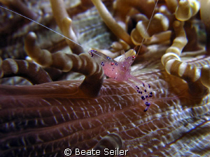 Coral shrimp, taken at Wakatobi with Canon S70 and double... by Beate Seiler 